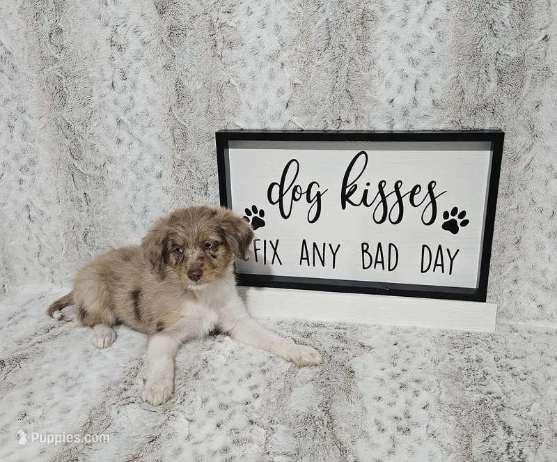 F1 Raspberry – Miniature Aussiedoodle puppy for sale in Jacksonville, NC