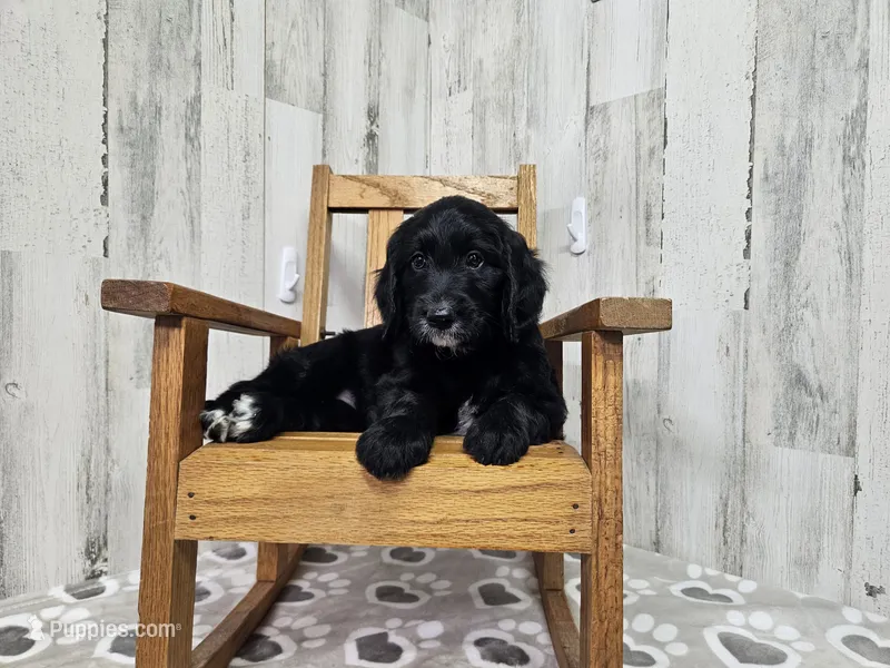 F1 SweetPea – Goldendoodle puppy for sale in Jacksonville, NC