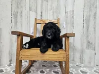 F1 SweetPea, a female Goldendoodle for sale in Jacksonville, NC – 1 of 5