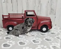F1 Apple, a male Miniature Aussiedoodle for sale in Jacksonville, NC – 5 of 5