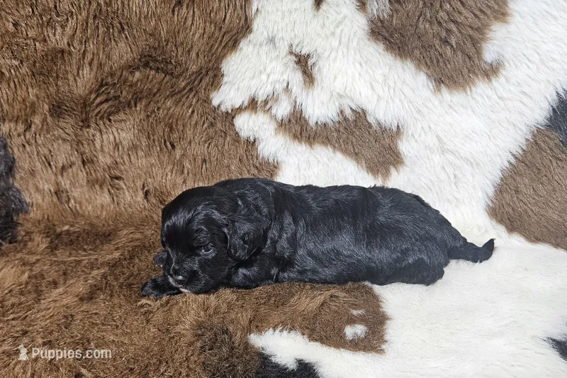 F1 Poseidon – Cavapoo puppy for sale in Jacksonville, NC
