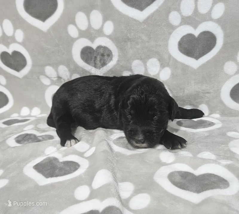 F1 SweetPea – Goldendoodle puppy for sale in Jacksonville, NC