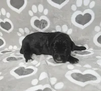 F1 SweetPea, a female Goldendoodle for sale in Jacksonville, NC – 1 of 3