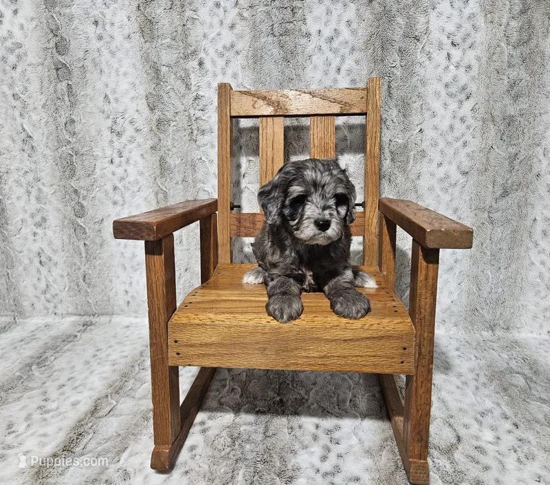 F1 Zeus – Cavapoo puppy for sale in Jacksonville, NC