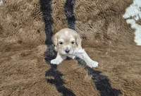 F1 Athena, a female Cavapoo for sale in Jacksonville, NC – 2 of 4
