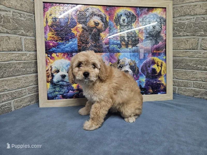 F1 Athena – Cavapoo puppy for sale in Jacksonville, NC