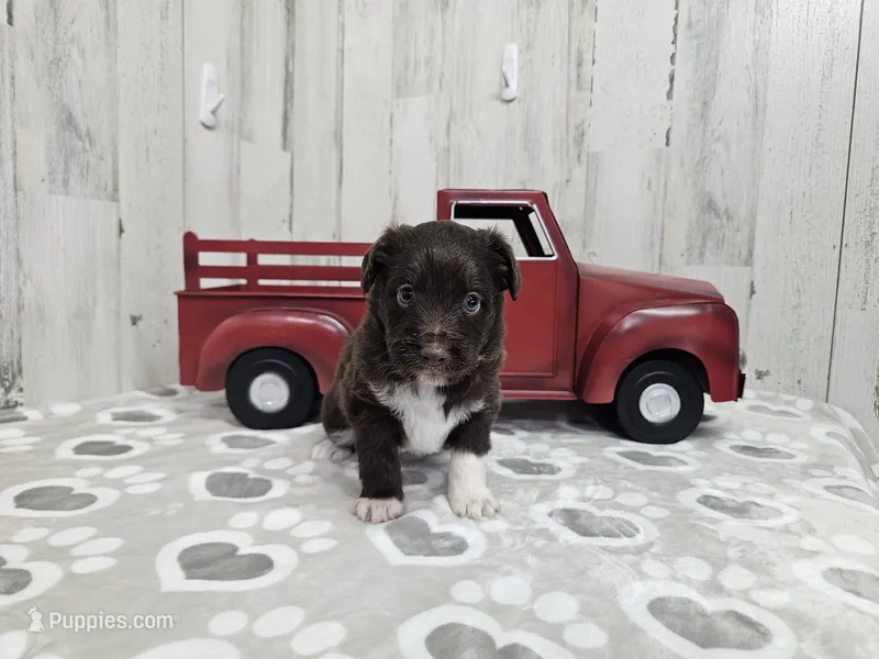 F1 Cranberry – Miniature Aussiedoodle puppy for sale in Jacksonville, NC