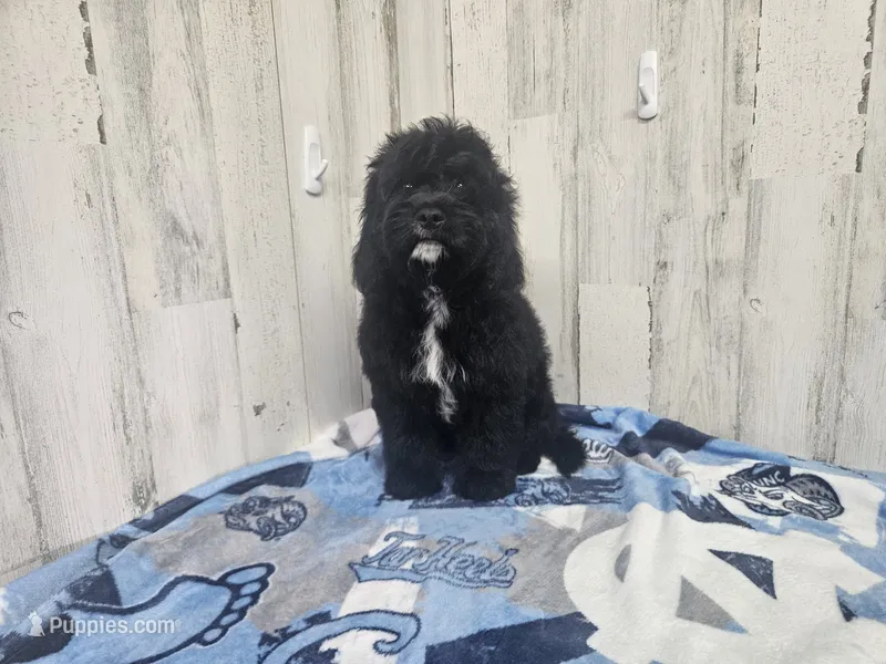 F1 Poseidon – Cavapoo puppy for sale in Jacksonville, NC