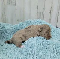 F1 Strawberry, a female Miniature Aussiedoodle for sale in Jacksonville, NC – 1 of 3