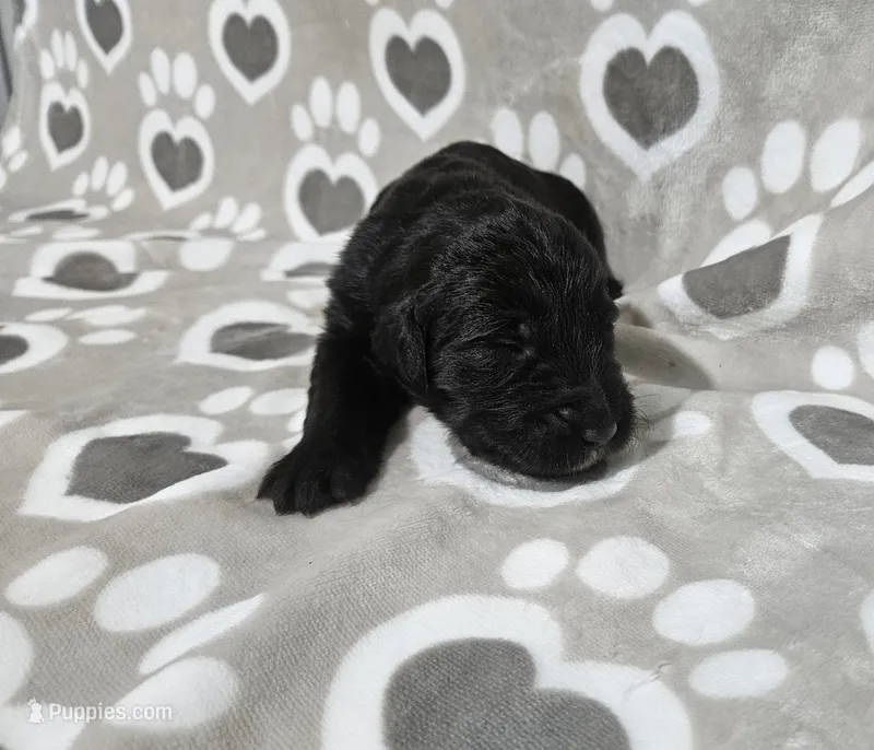 F1 Crowder – Goldendoodle puppy for sale in Jacksonville, NC