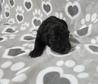 F1 Crowder, a female Goldendoodle for sale in Jacksonville, NC – 1 of 3