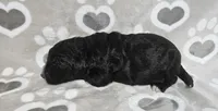F1 Dot, a female Goldendoodle for sale in Jacksonville, NC – 2 of 3