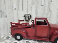 F1 Blueberry, a female Miniature Aussiedoodle for sale in Jacksonville, NC – 4 of 7