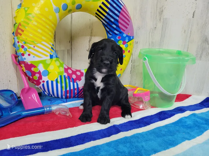 F1 Cucumber – Goldendoodle puppy for sale in Jacksonville, NC