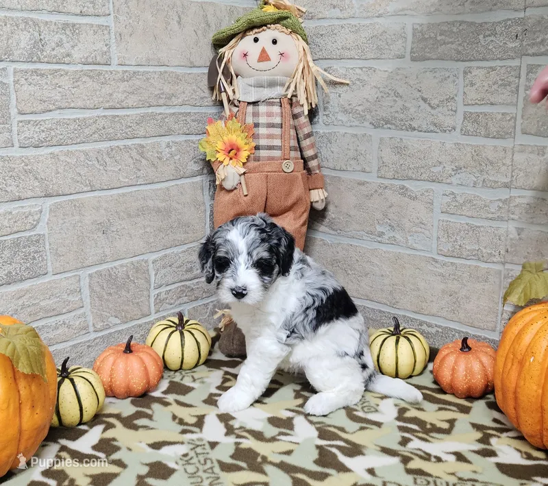 F1b Dolly – Miniature Bernedoodle puppy for sale in Jacksonville, NC