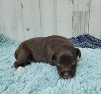 F1 Cranberry, a female Miniature Aussiedoodle for sale in Jacksonville, NC – 1 of 3