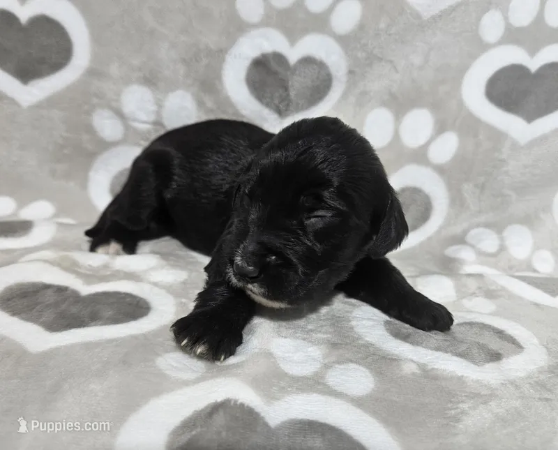 F1 SnowPea – Goldendoodle puppy for sale in Jacksonville, NC