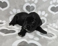 F1 SnowPea, a female Goldendoodle for sale in Jacksonville, NC – 1 of 3