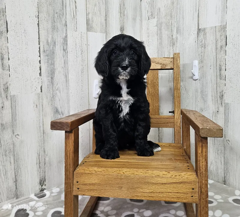 F1 ButterBean – Goldendoodle puppy for sale in Jacksonville, NC