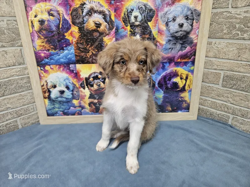 F1 Raspberry – Miniature Aussiedoodle puppy for sale in Jacksonville, NC