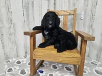 F1 StringBean, a female Goldendoodle for sale in Jacksonville, NC – 1 of 5