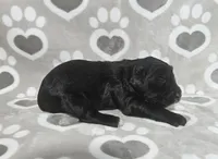 F1 Cucumber, a male Goldendoodle for sale in Jacksonville, NC – 3 of 3