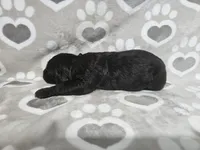 F1 Zucchini, a male Goldendoodle for sale in Jacksonville, NC – 2 of 3