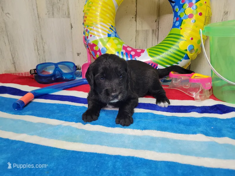 F1 BlackEyedPea – Goldendoodle puppy for sale in Jacksonville, NC