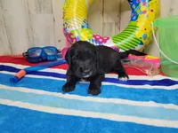 F1 BlackEyedPea, a female Goldendoodle for sale in Jacksonville, NC – 2 of 5