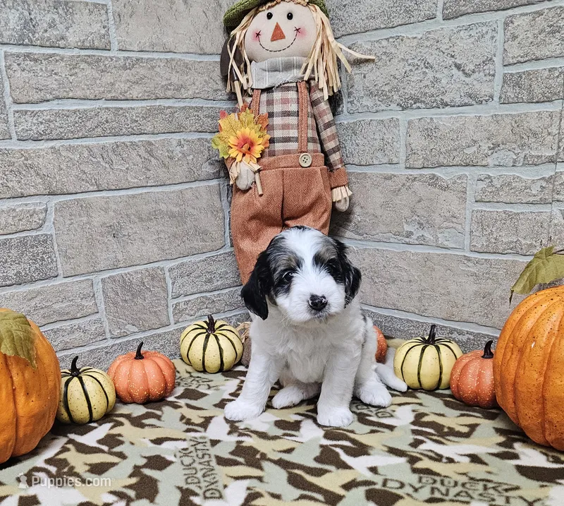F1b Tennessee – Miniature Bernedoodle puppy for sale in Jacksonville, NC