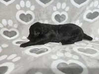 F1 BlackEyedPea, a female Goldendoodle for sale in Jacksonville, NC – 2 of 3
