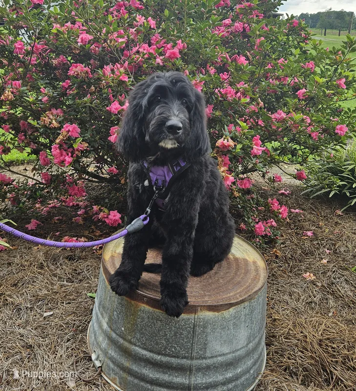 F1 StringBean – Goldendoodle puppy for sale in Jacksonville, NC