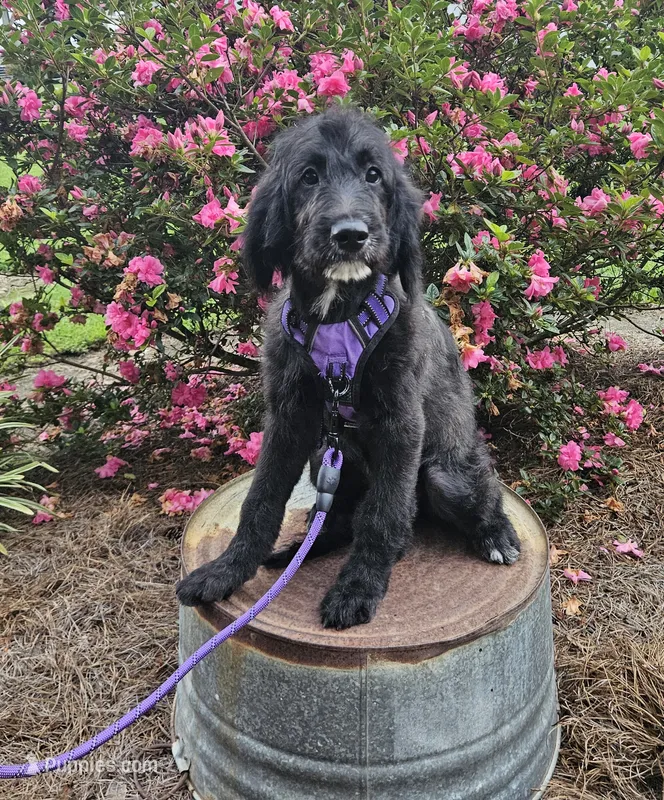 F1 Squash – Goldendoodle puppy for sale in Jacksonville, NC
