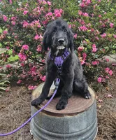 F1 Squash, a male Goldendoodle for sale in Jacksonville, NC – 1 of 8
