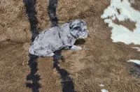 F1 Aphrodite, a female Cavapoo for sale in Jacksonville, NC – 2 of 3