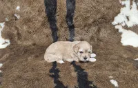F1 Hera, a female Cavapoo for sale in Jacksonville, NC – 1 of 3