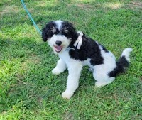 F1b Hardy, a male Miniature Bernedoodle for sale in Jacksonville, NC – 2 of 10