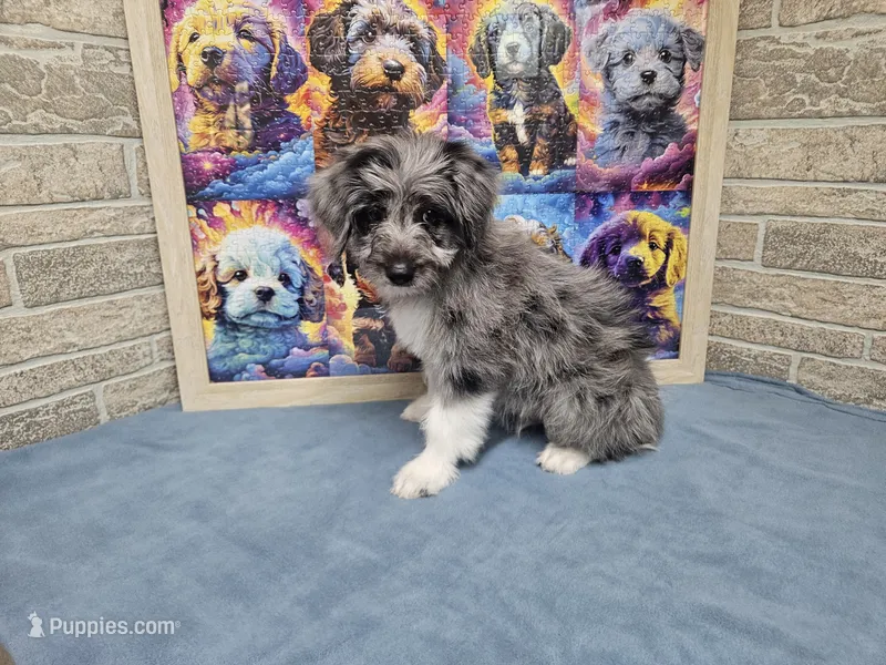 F1 Apple – Miniature Aussiedoodle puppy for sale in Jacksonville, NC