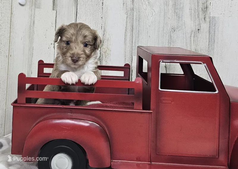 F1 Strawberry – Miniature Aussiedoodle puppy for sale in Jacksonville, NC