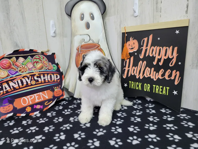 F1b Jolene – Miniature Bernedoodle puppy for sale in Jacksonville, NC