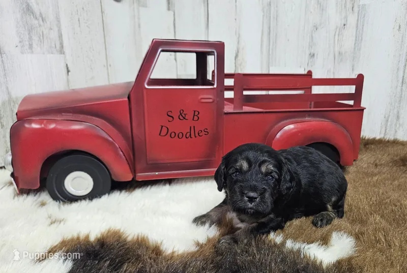 F1 Rainy – Cavapoo puppy for sale in Jacksonville, NC