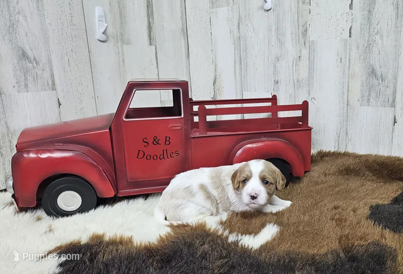 F1 Asher – Cavapoo puppy for sale in Jacksonville, NC