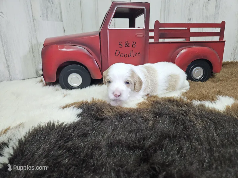 F1 Honey – Cavapoo puppy for sale in Jacksonville, NC