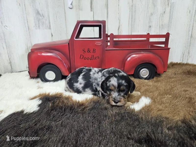 F1 Forest – Cavapoo puppy for sale in Jacksonville, NC