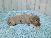 F1 Raspberry, a female Miniature Aussiedoodle for sale in Jacksonville, NC – 3 of 3