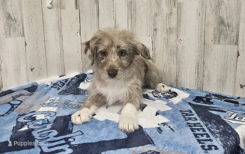 F1 Strawberry – Miniature Aussiedoodle puppy for sale in Jacksonville, NC