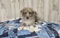 F1 Strawberry, a female Miniature Aussiedoodle for sale in Jacksonville, NC – 2 of 9