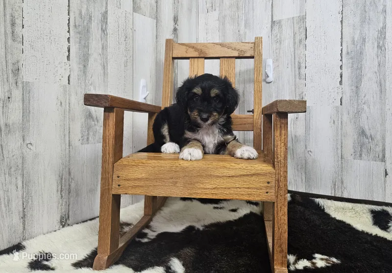F1 Blackberry – Miniature Aussiedoodle puppy for sale in Jacksonville, NC