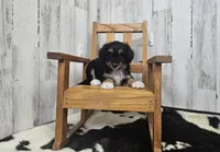 F1 Blackberry, a female Miniature Aussiedoodle for sale in Jacksonville, NC – 1 of 6