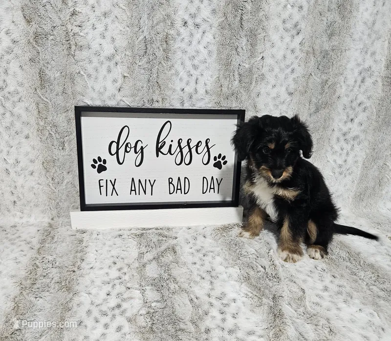 F1 Banana – Miniature Aussiedoodle puppy for sale in Jacksonville, NC